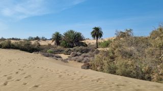 2023-GC--Mapalomas dunas-S123-245.jpg